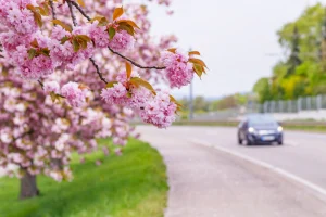 Car Transportation Spring